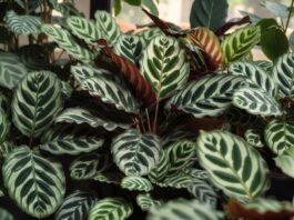 Calathea Types: 15 Stunning Varieties and Care Tips Different Calathea types with colorful patterned leaves