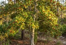 Dahoon Holly Tree Care: Planting for Vibrant Winter Berries Dahoon Holly Tree