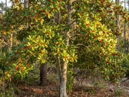 Dahoon Holly Tree Care: Planting for Vibrant Winter Berries Dahoon Holly Tree