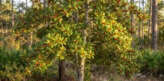 Dahoon Holly Tree Care: Planting for Vibrant Winter Berries Dahoon Holly Tree