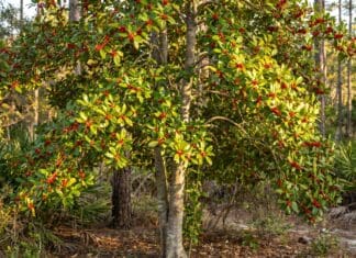 Dahoon Holly Tree Care: Planting for Vibrant Winter Berries Dahoon Holly Tree