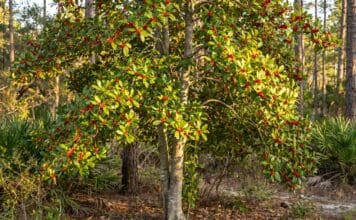Dahoon Holly Tree Care: Planting for Vibrant Winter Berries Dahoon Holly Tree