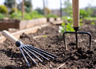 Hand Rake vs Cultivator: What’s the Difference and Which Garden Tool Do You Actually Need? Hand rake and cultivator gardening tools side by side in raised garden soil