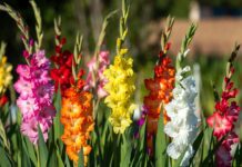 How to Grow Gladiolus Flowers: Planting, Care, Bloom Time & Winter Storage Tall pink, red, and white gladiolus flowers blooming in a sunny backyard garden