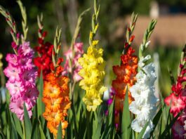 How to Grow Gladiolus Flowers: Planting, Care, Bloom Time & Winter Storage Tall pink, red, and white gladiolus flowers blooming in a sunny backyard garden
