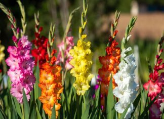 How to Grow Gladiolus Flowers: Planting, Care, Bloom Time & Winter Storage Tall pink, red, and white gladiolus flowers blooming in a sunny backyard garden