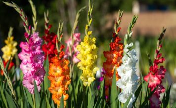 How to Grow Gladiolus Flowers: Planting, Care, Bloom Time & Winter Storage Tall pink, red, and white gladiolus flowers blooming in a sunny backyard garden