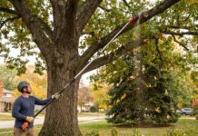 Best Pole Saw Pruners: Manual, Electric, Battery & Gas Buying Guide Pole saw pruner trimming high tree branches from the ground