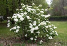 Arrowwood Viburnum: Native Shrub Care, Size, Berries & Pruning Arrowwood viburnum shrub with white flowers and green foliage in a native garden