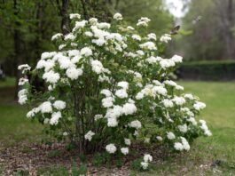 Arrowwood Viburnum: Native Shrub Care, Size, Berries & Pruning Arrowwood viburnum shrub with white flowers and green foliage in a native garden