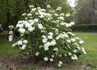 Arrowwood Viburnum: Native Shrub Care, Size, Berries & Pruning Arrowwood viburnum shrub with white flowers and green foliage in a native garden