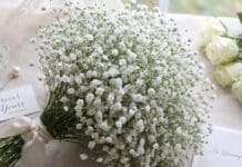 Baby’s Breath Meaning: Symbolism, Colors, Weddings, Love & Sympathy White baby’s breath flowers in a romantic bouquet symbolizing everlasting love and innocence