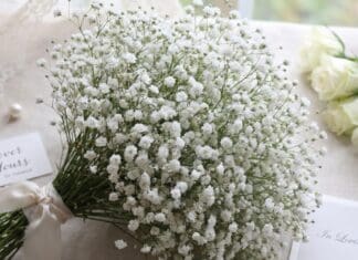 Baby’s Breath Meaning: Symbolism, Colors, Weddings, Love & Sympathy White baby’s breath flowers in a romantic bouquet symbolizing everlasting love and innocence