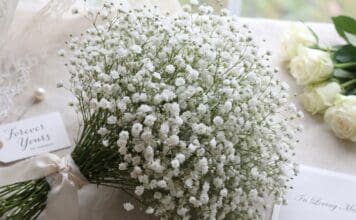 Baby’s Breath Meaning: Symbolism, Colors, Weddings, Love & Sympathy White baby’s breath flowers in a romantic bouquet symbolizing everlasting love and innocence