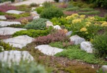 Ground Cover Plants: 35 Best Picks for Sun, Shade, Slopes & Weeds Mixed ground cover plants growing between stepping stones with flowering thyme sedum and low green foliage
