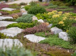 Ground Cover Plants: 35 Best Picks for Sun, Shade, Slopes & Weeds Mixed ground cover plants growing between stepping stones with flowering thyme sedum and low green foliage