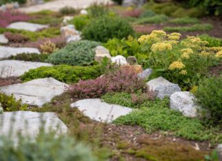 Ground Cover Plants: 35 Best Picks for Sun, Shade, Slopes & Weeds Mixed ground cover plants growing between stepping stones with flowering thyme sedum and low green foliage