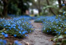 Blue Flower Ground Cover: 12 Best Picks for Sun, Shade & Walkways Blue flower ground cover blooming along a garden path with low green foliage