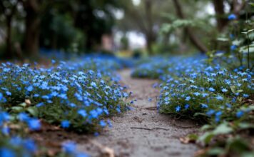 Blue Flower Ground Cover: 12 Best Picks for Sun, Shade & Walkways Blue flower ground cover blooming along a garden path with low green foliage