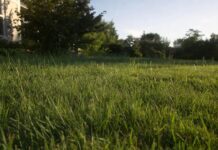 Buffalo Grass Lawn Guide: Planting, Watering & Care Buffalo grass lawn growing in a sunny drought tolerant landscape