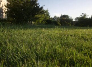 Buffalo Grass Lawn Guide: Planting, Watering & Care Buffalo grass lawn growing in a sunny drought tolerant landscape