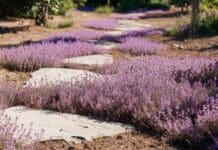 Creeping Thyme Ground Cover: Planting, Care, Problems & Lawn Use Creeping thyme ground cover blooming with purple flowers between stepping stones in a sunny garden path