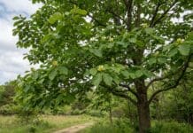 Cucumber Magnolia Tree Guide: Leaves, Fruit, Bark, Flowers & Growing Tips Cucumber magnolia tree with large green leaves and subtle yellow-green spring flowers