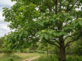Cucumber Magnolia Tree Guide: Leaves, Fruit, Bark, Flowers & Growing Tips Cucumber magnolia tree with large green leaves and subtle yellow-green spring flowers