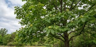Cucumber Magnolia Tree Guide: Leaves, Fruit, Bark, Flowers & Growing Tips Cucumber magnolia tree with large green leaves and subtle yellow-green spring flowers