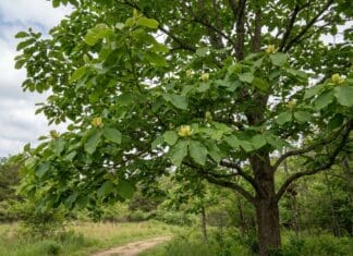 Cucumber Magnolia Tree Guide: Leaves, Fruit, Bark, Flowers & Growing Tips Cucumber magnolia tree with large green leaves and subtle yellow-green spring flowers