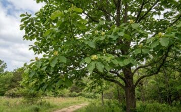 Cucumber Magnolia Tree Guide: Leaves, Fruit, Bark, Flowers & Growing Tips Cucumber magnolia tree with large green leaves and subtle yellow-green spring flowers