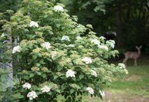 Do Deer Eat Viburnum? Deer-Resistant Viburnum Shrubs Explained Viburnum shrub in a garden protected from deer browsing