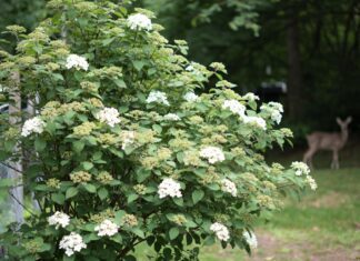 Do Deer Eat Viburnum? Deer-Resistant Viburnum Shrubs Explained Viburnum shrub in a garden protected from deer browsing