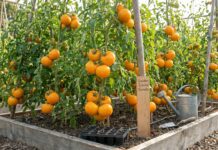 Golden Jubilee Tomato: The Ultimate Growing & Care Guide Golden Jubilee tomatoes growing on indeterminate vines with ripe golden-orange fruit ready for harvest