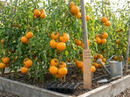 Golden Jubilee Tomato: The Ultimate Growing & Care Guide Golden Jubilee tomatoes growing on indeterminate vines with ripe golden-orange fruit ready for harvest