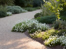 Ground Cover With White Flowers: 15 Best Picks for Shade, Sun & Walkways White flowering ground cover plants blooming along a garden path in a low-maintenance yard