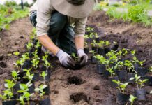 How to Plant Ground Cover: Spacing, Soil Prep, Watering & Weed Control Gardener planting ground cover plugs in prepared soil with staggered spacing