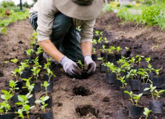 How to Plant Ground Cover: Spacing, Soil Prep, Watering & Weed Control Gardener planting ground cover plugs in prepared soil with staggered spacing