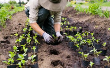 How to Plant Ground Cover: Spacing, Soil Prep, Watering & Weed Control Gardener planting ground cover plugs in prepared soil with staggered spacing