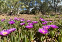 Ice Plant Ground Cover: Best Varieties, Care, Problems & Where Not to Plant Purple ice plant ground cover blooming with bright daisy-like flowers in a sunny dry garden