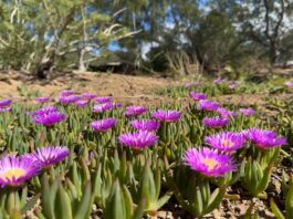 Ice Plant Ground Cover: Best Varieties, Care, Problems & Where Not to Plant Purple ice plant ground cover blooming with bright daisy-like flowers in a sunny dry garden