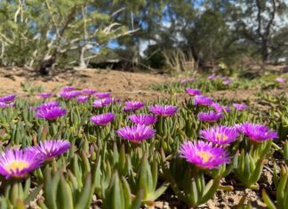 Ice Plant Ground Cover: Best Varieties, Care, Problems & Where Not to Plant Purple ice plant ground cover blooming with bright daisy-like flowers in a sunny dry garden