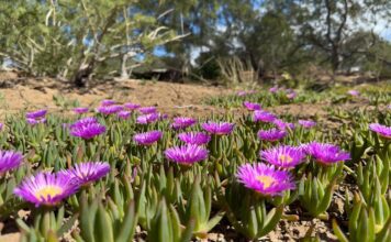 Ice Plant Ground Cover: Best Varieties, Care, Problems & Where Not to Plant Purple ice plant ground cover blooming with bright daisy-like flowers in a sunny dry garden
