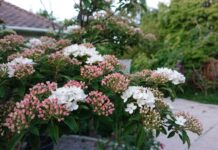 Korean Spice Viburnum: Fragrant Shrub Care, Size & Pruning Korean spice viburnum shrub with fragrant pink and white spring flowers