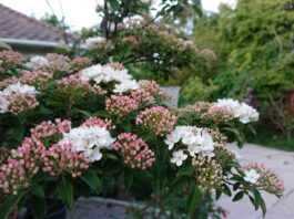 Korean Spice Viburnum: Fragrant Shrub Care, Size & Pruning Korean spice viburnum shrub with fragrant pink and white spring flowers