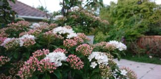 Korean Spice Viburnum: Fragrant Spring Flowers, Size and Care Korean spice viburnum shrub with fragrant pink and white spring flowers