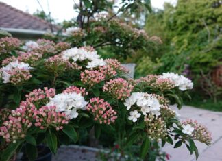 Korean Spice Viburnum: Fragrant Shrub Care, Size & Pruning Korean spice viburnum shrub with fragrant pink and white spring flowers