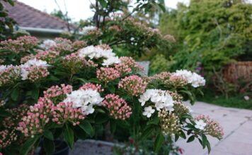 Korean Spice Viburnum: Fragrant Spring Flowers, Size and Care Korean spice viburnum shrub with fragrant pink and white spring flowers