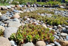 Sedum Ground Cover Plants: Best Low-Water Varieties for Sun & Slopes Low-growing sedum ground cover plants spreading between rocks in a sunny dry garden bed