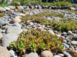 Sedum Ground Cover Plants: Best Low-Water Varieties for Sun & Slopes Low-growing sedum ground cover plants spreading between rocks in a sunny dry garden bed